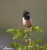 Rose-coloured Starling