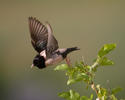 Rose-coloured Starling