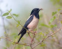 Rose-coloured Starling