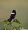 Rose-coloured Starling
