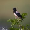 Rose-coloured Starling