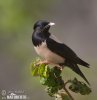 Rose-coloured Starling