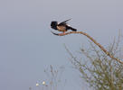 Rose-coloured Starling