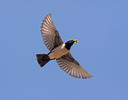 Rose-coloured Starling