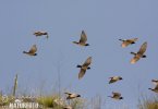 Rose-coloured Starling