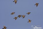 Rose-coloured Starling