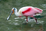 Roseate Spoonbill