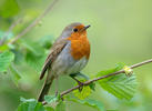 Rouge-gorge familier