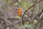 Rouge-gorge familier