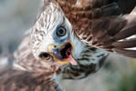 Rough-legged Buzzard