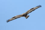 Rough-legged Buzzard