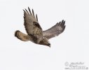 Rough-legged Buzzard