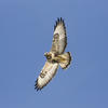 Rough-legged Buzzard