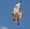 Rough-legged Buzzard