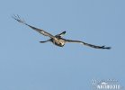 Rough-legged Buzzard