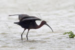 Rudasis ibis