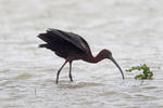 Rudasis ibis