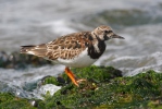 Ruddy Turnstone