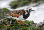 Ruddy Turnstone