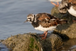 Ruddy Turnstone