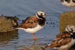 Ruddy Turnstone