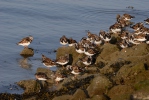 Ruddy Turnstone