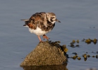 Ruddy Turnstone