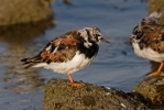 Ruddy Turnstone