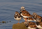 Ruddy Turnstone