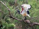 Sacred Ibis