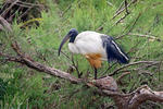 Sacred Ibis