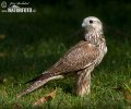 Saker