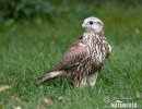 Saker