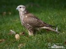 Saker