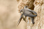 Sand Martin