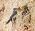 Sand Martin