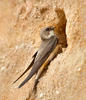 Sand Martin