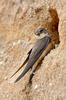 Sand Martin