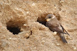 Sand Martin