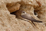 Sand Martin