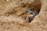 Sand Martin