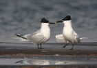 Sandwich Tern