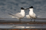 Sandwich Tern