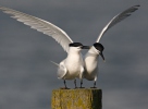 Sandwich Tern