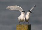 Sandwich Tern