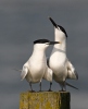 Sandwich Tern