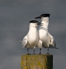 Sandwich Tern