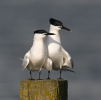 Sandwich Tern