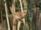 Savi's Warbler