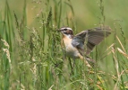 Saxicola rubetra